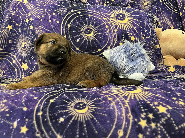 chinook puppy